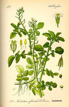 Watercress 
